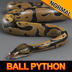 Ball Python (Normal)